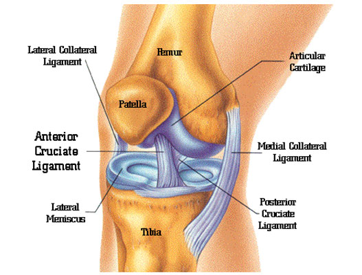 Reconstruction du ligament croisé antérieur (LCA)